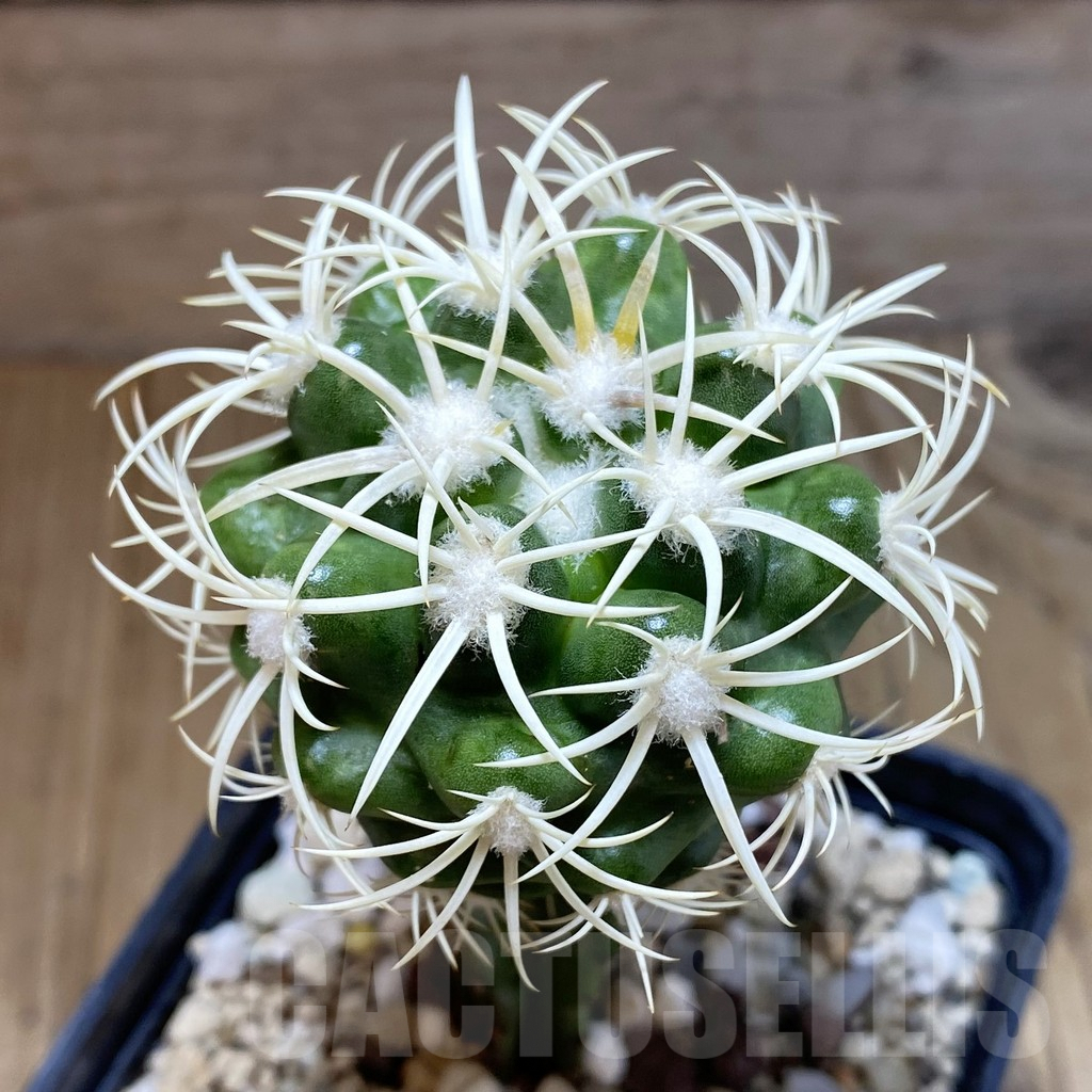 SH1379 Discocactus petr-halfari, grafted