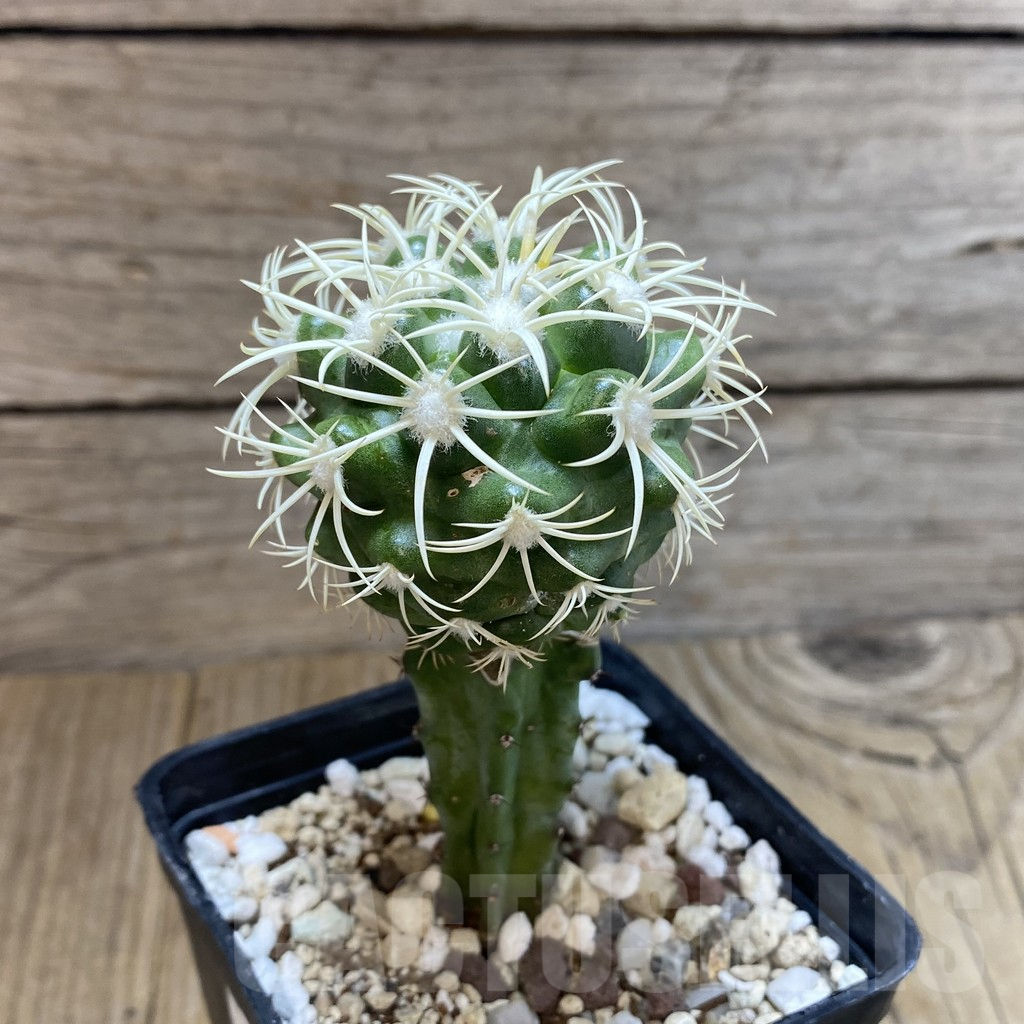 SH1379 Discocactus petr-halfari, grafted - Image 2