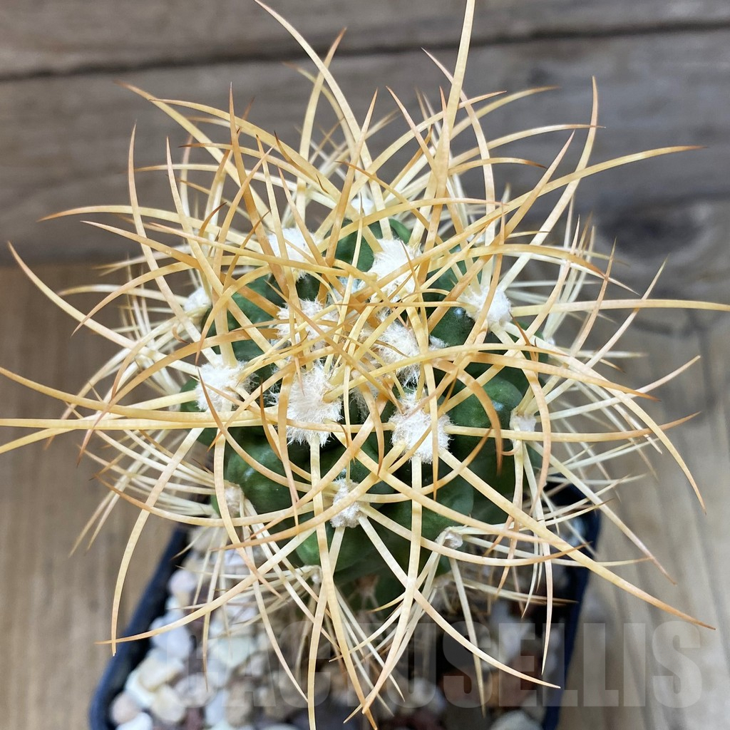 SH1383 Discocactus zehntneri ssp. mirohalfarii MH911, grafted -Canyon Rio Poty-