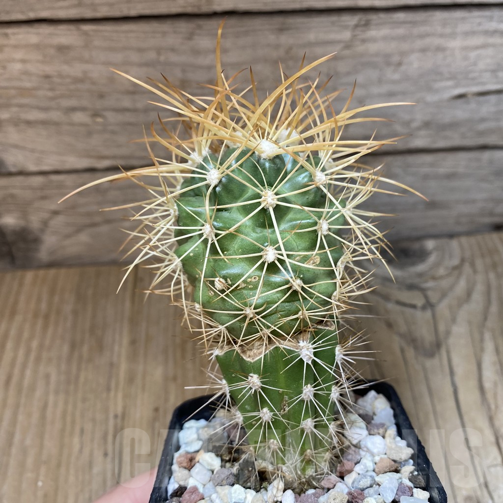 SH1383 Discocactus zehntneri ssp. mirohalfarii MH911, grafted -Canyon Rio Poty- – Image 2