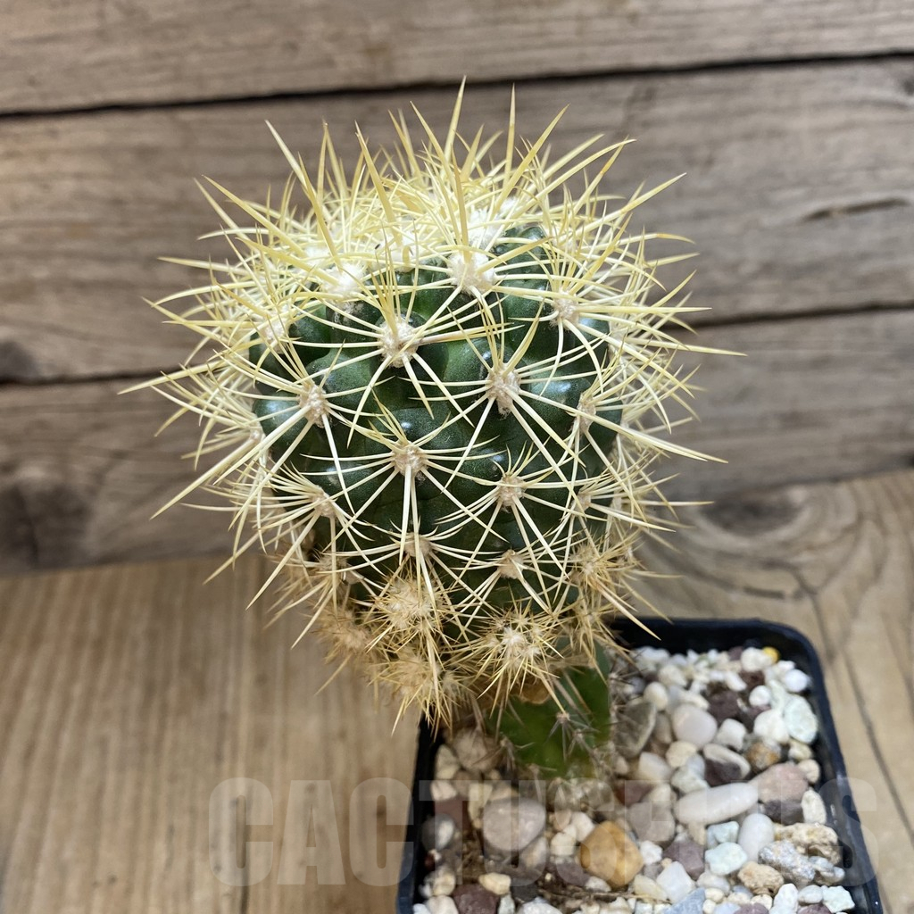 SH1389 Discocactus zehntneri MH 836, grafted -405 m/m Tanquinho, Brazilia- - Obrázek 2