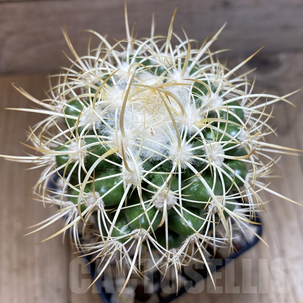 SH1390 Discocactus zehntneri MH 836, grafted -405 m/m Tanquinho, Brazilia-