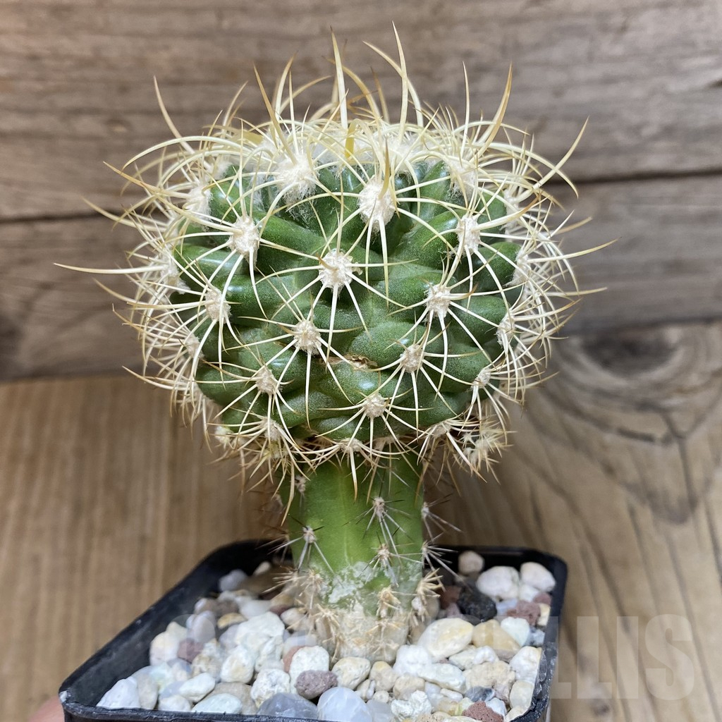 SH1390 Discocactus zehntneri MH 836, grafted -405 m/m Tanquinho, Brazilia- - Image 2
