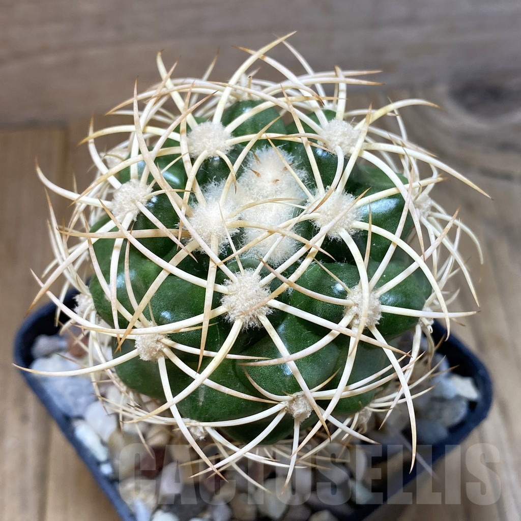 SH1397 Discocactus zehntneri ssp. mirohalfarii MH912, grafted -Juazeiro do Piaui-