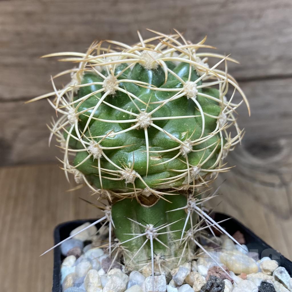 SH1397 Discocactus zehntneri ssp. mirohalfarii MH912, grafted -Juazeiro do Piaui- - Image 2