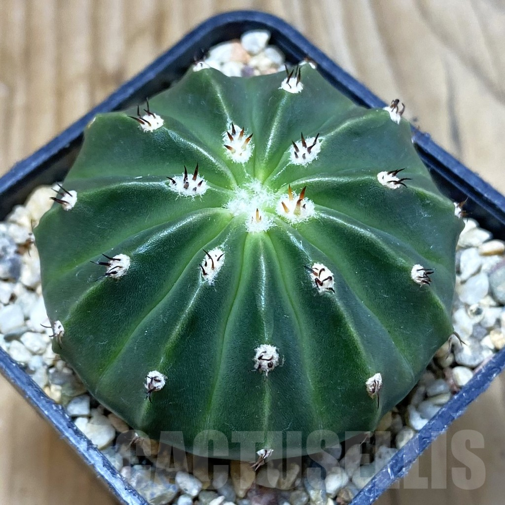 SH2863 Melocactus caesius ‘inermis’