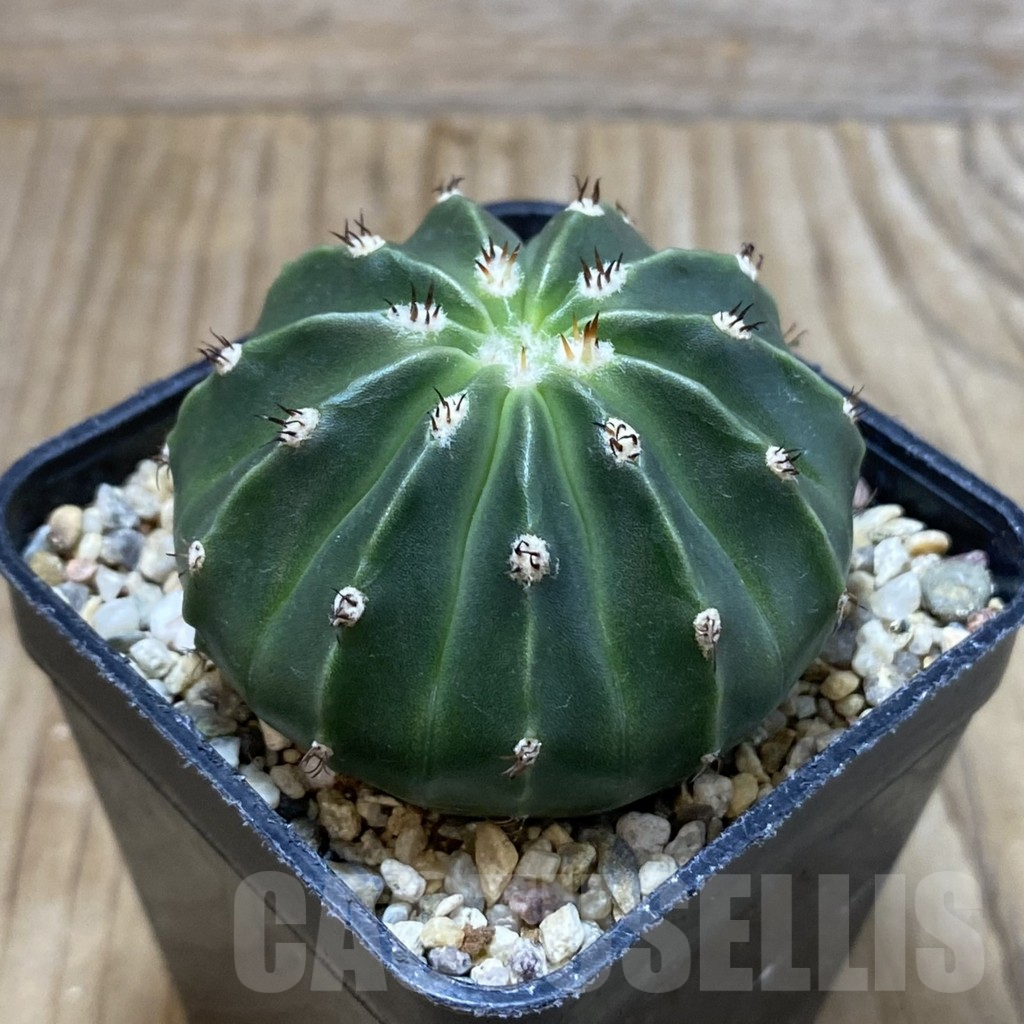 SH2863 Melocactus caesius ‘inermis’ - Image 2