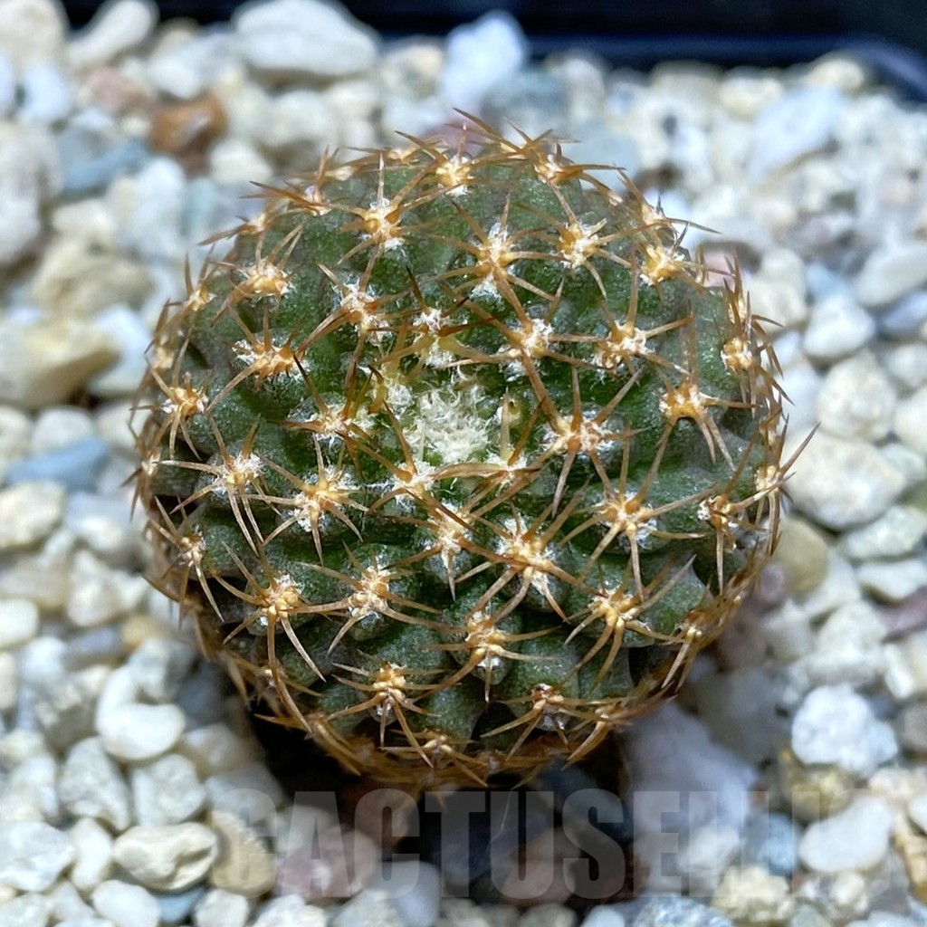 SH2866 Thelocephala aerocarpa AW 105