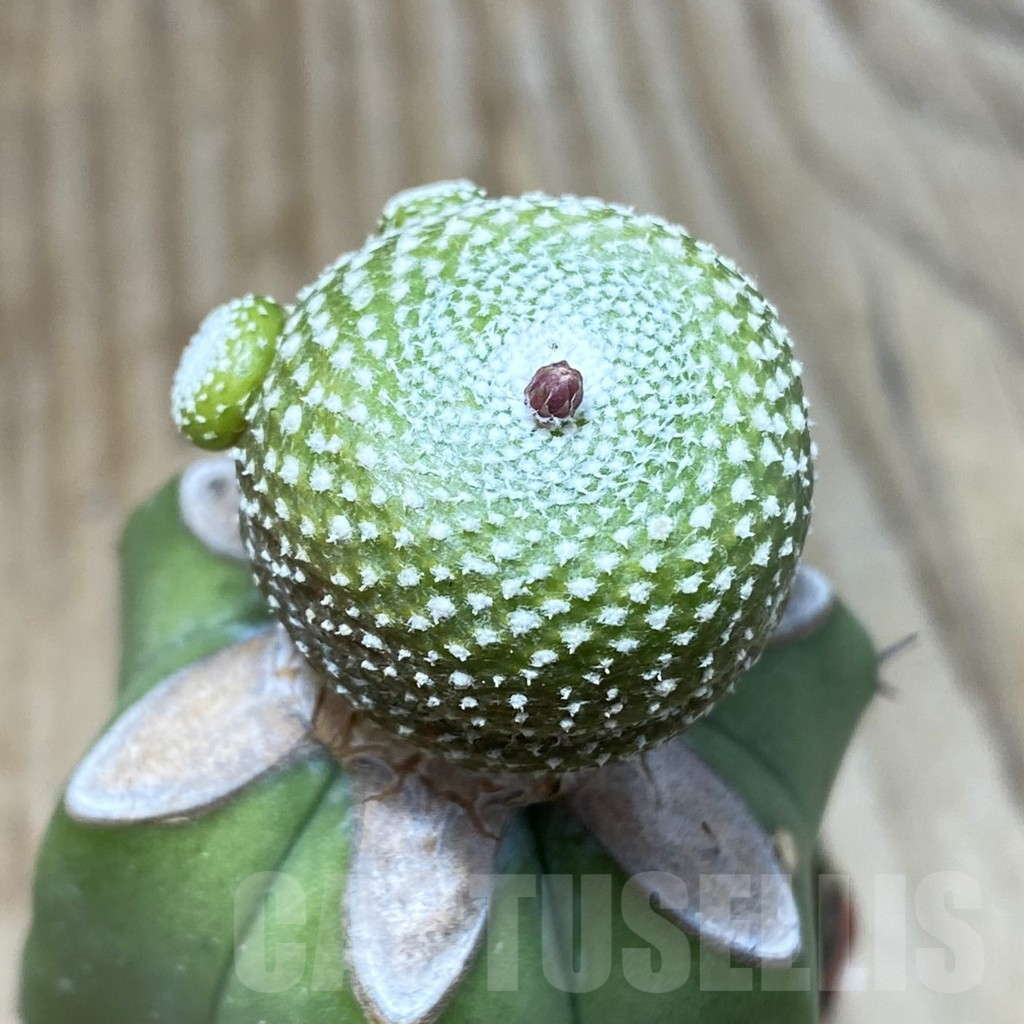 SH2986 Blossfeldia liliputana, grafted