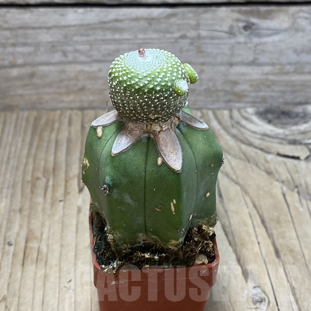 SH2986 Blossfeldia liliputana, grafted - Image 2