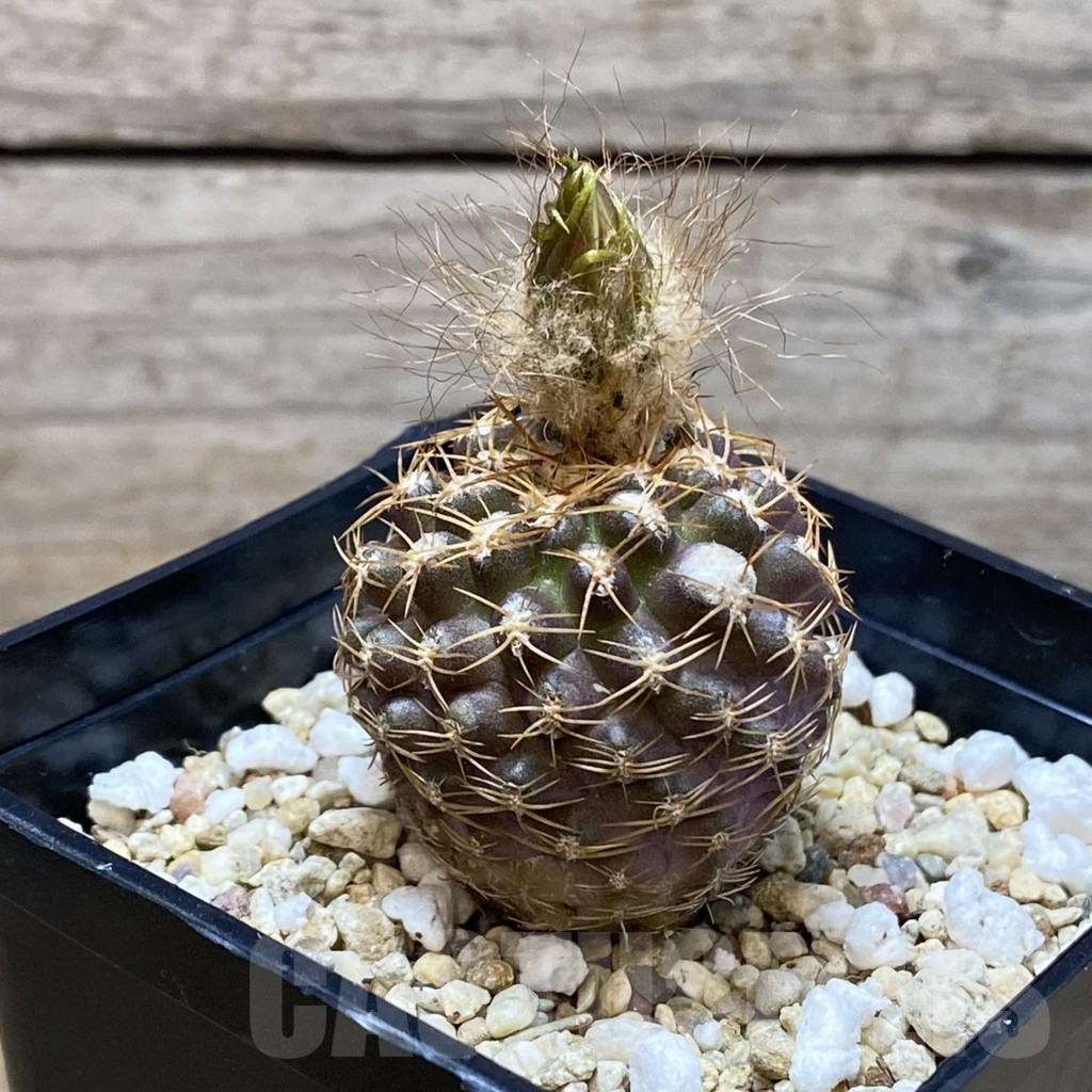 SH2989 Thelocephala aerocarpa AW 105 - immagine 2