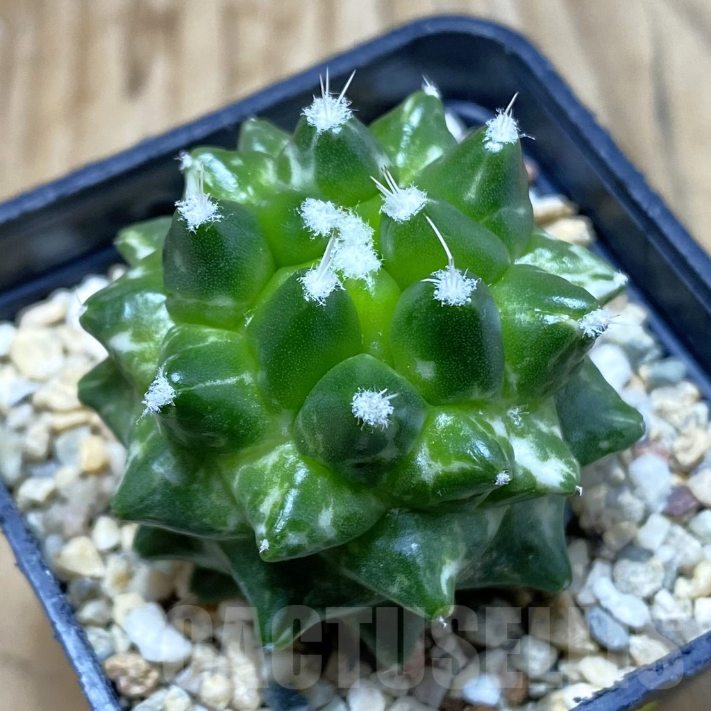 SH2873 Mammillaria bucareliensis ‘Erusamu’ f. variegata - immagine 2