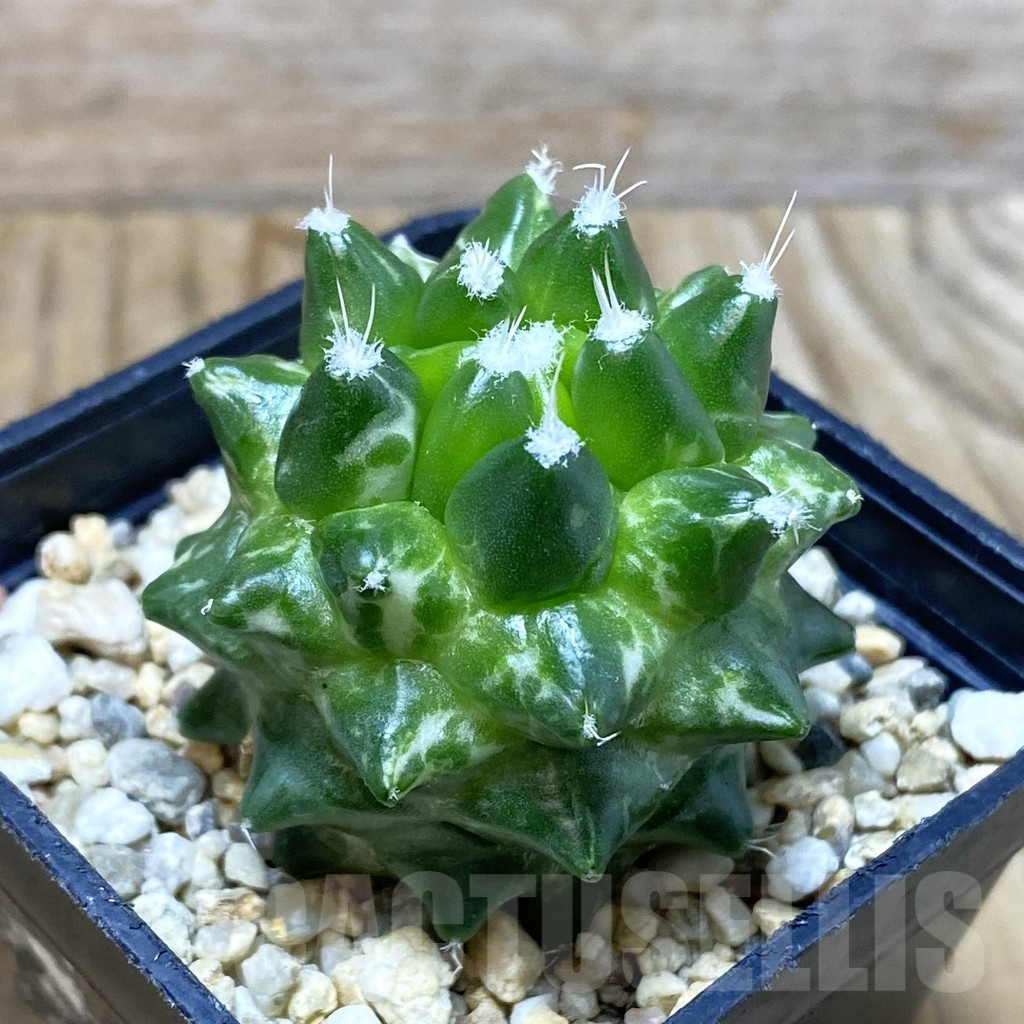 SH2873 Mammillaria bucareliensis ‘Erusamu’ f. variegata