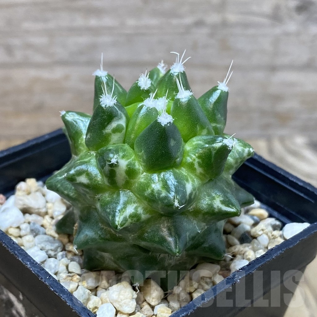 SH2873 Mammillaria bucareliensis ‘Erusamu’ f. variegata - immagine 3