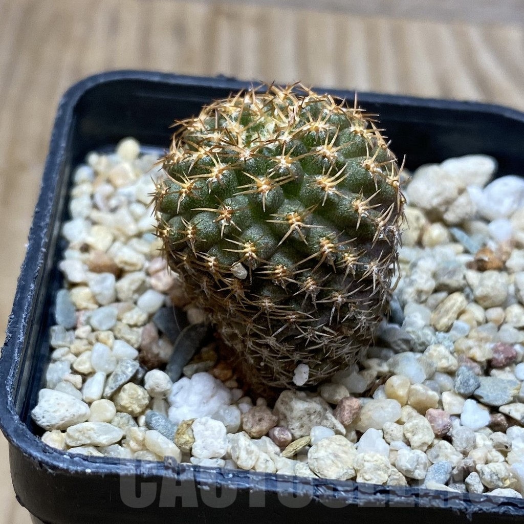 SH2866 Thelocephala aerocarpa AW 105 - immagine 2