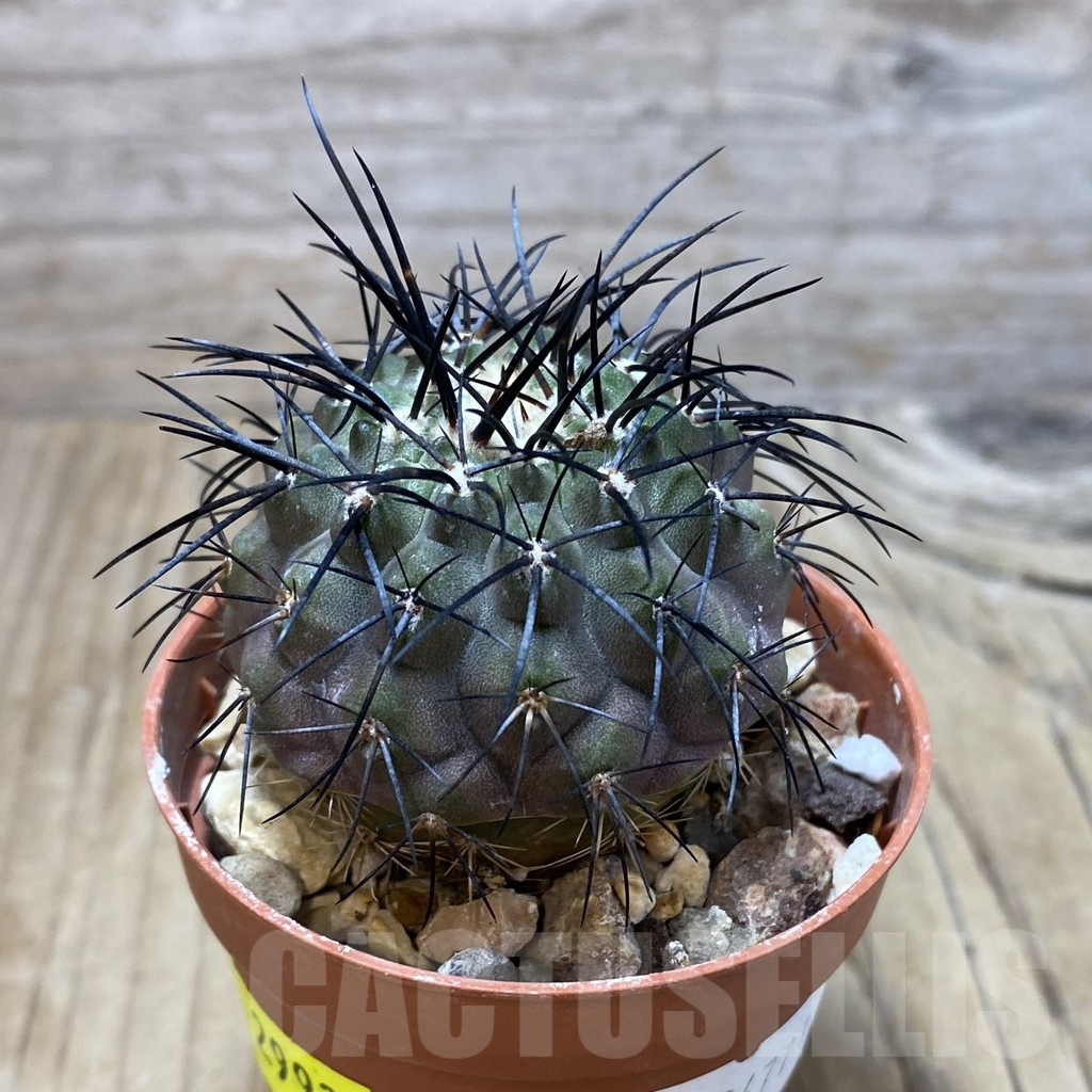 SH2993 Copiapoa longistaminea GCG15042, grafted - immagine 2