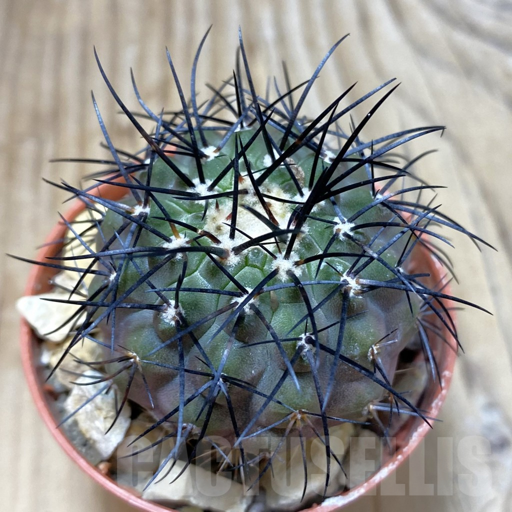 SH2993 Copiapoa longistaminea GCG15042, grafted