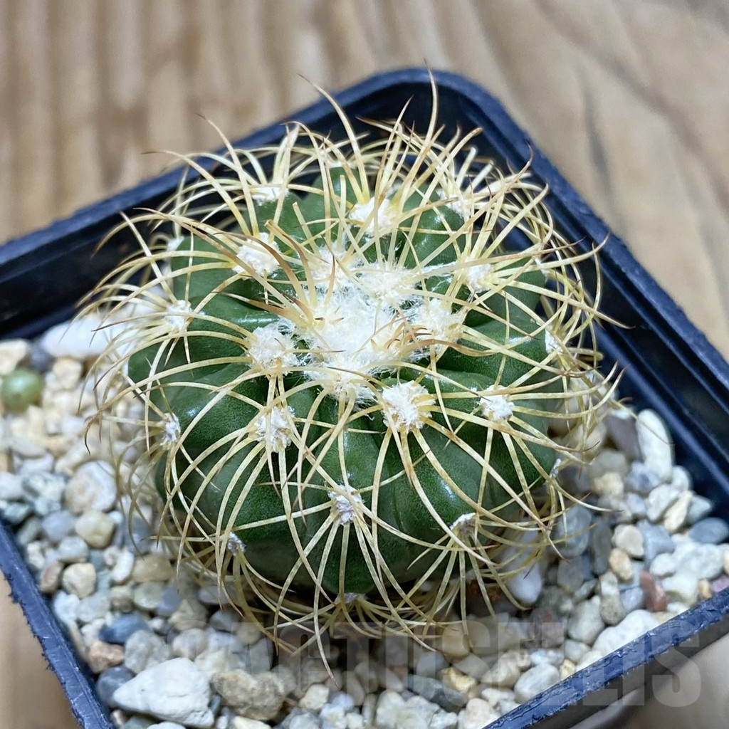SH3307 Discocactus bahiensis