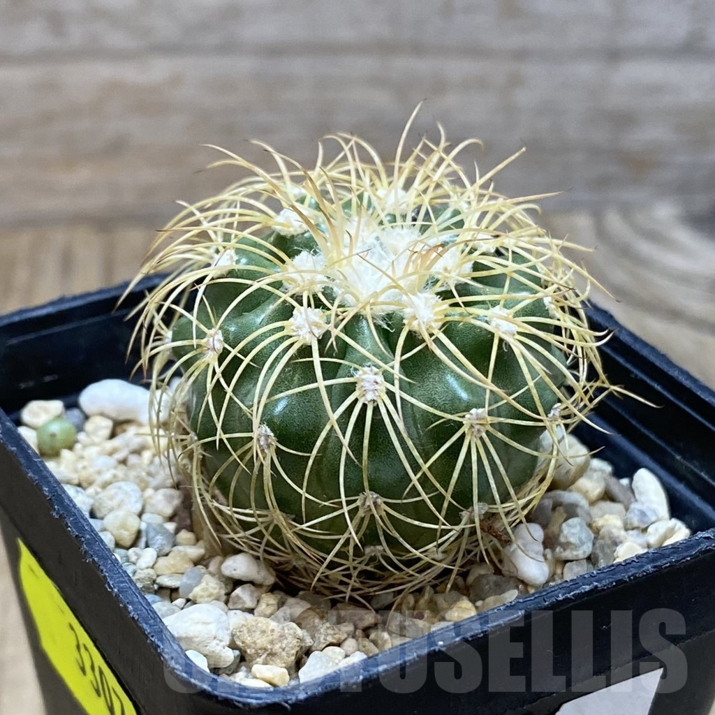 SH3307 Discocactus bahiensis - Image 2