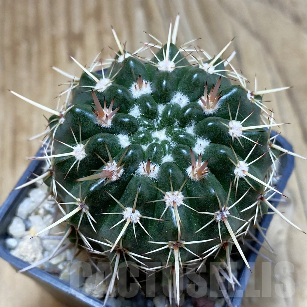 SH3502 Notocactus turecekianus