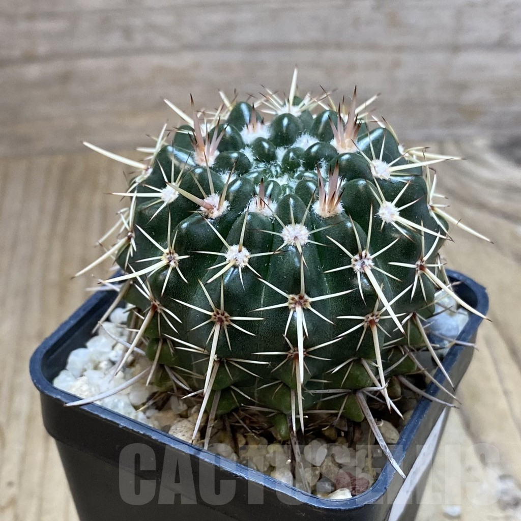 SH3502 Notocactus turecekianus - immagine 2