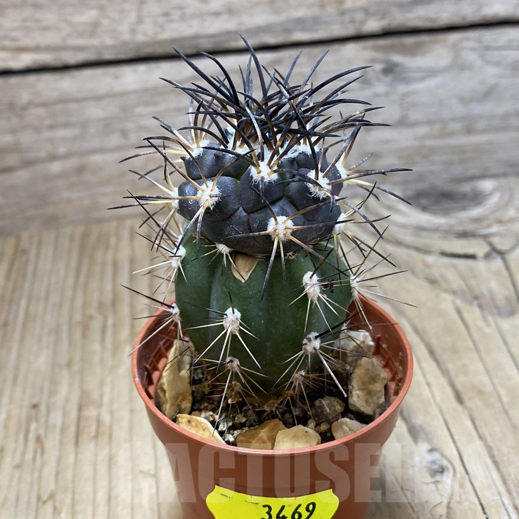 SH3469 Copiapoa griseoviolacea f.mountain -S of San Nicliolasa-, grafted - immagine 2