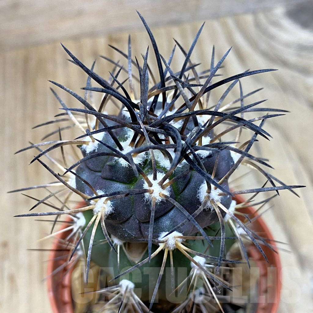 SH3469 Copiapoa griseoviolacea f.mountain -S of San Nicliolasa-, grafted