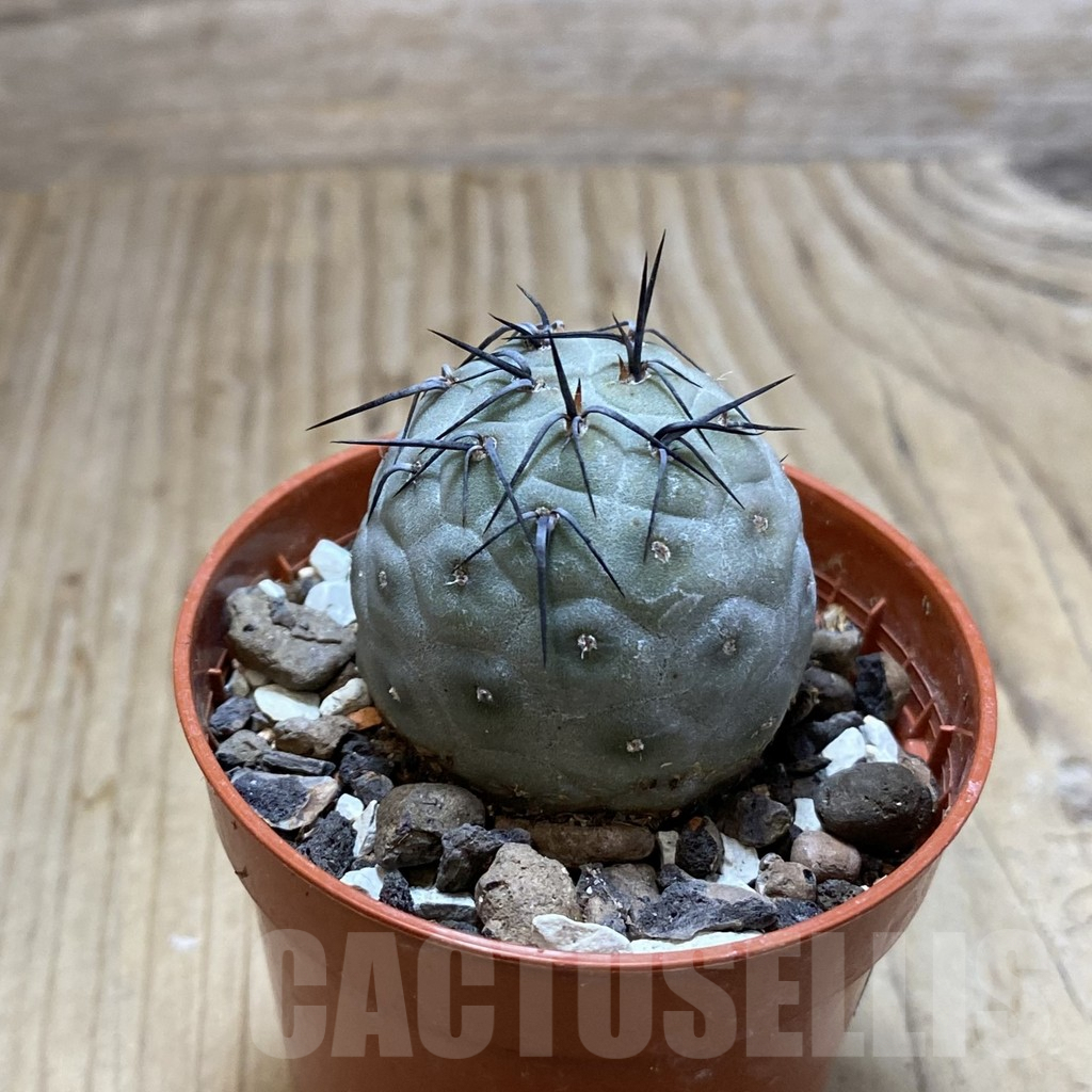 SH3470 Tephrocactus geometricus - immagine 2