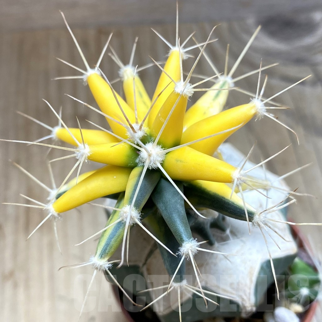 SH3472 Ferobergia f. variegata, grafted - Image 2