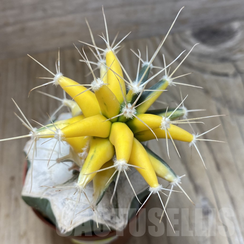 SH3472 Ferobergia f. variegata, grafted