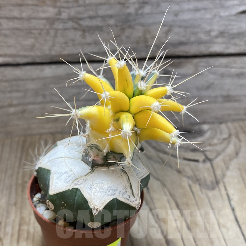 SH3472 Ferobergia f. variegata, grafted - Image 3