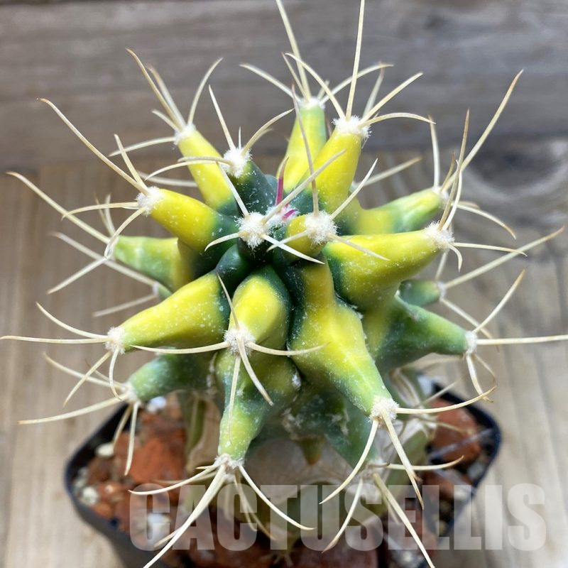 SH4139 Ferobergia f. variegata, grafted