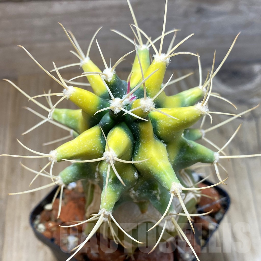 SH4139 Ferobergia f. variegata, grafted