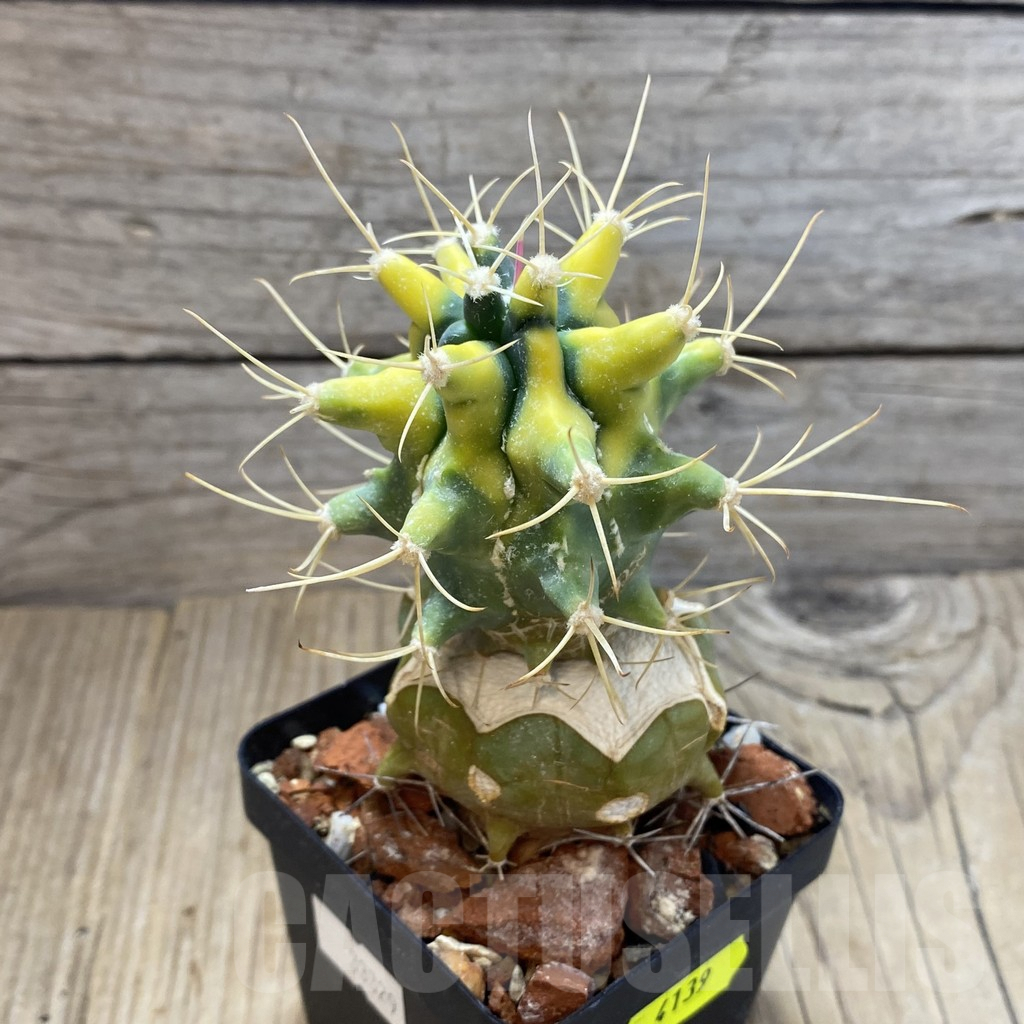 SH4139 Ferobergia f. variegata, grafted - Image 2