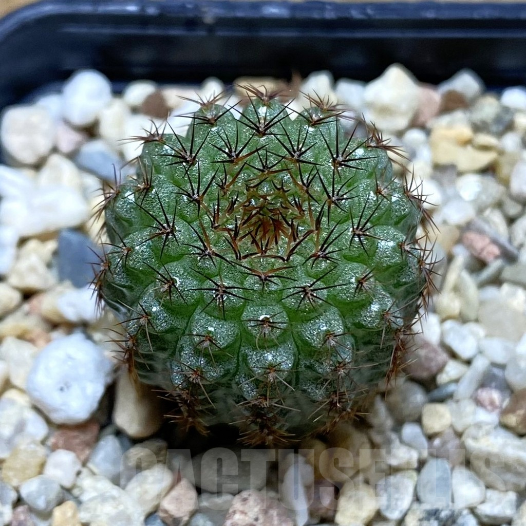 SH4668 Frailea chiquitana