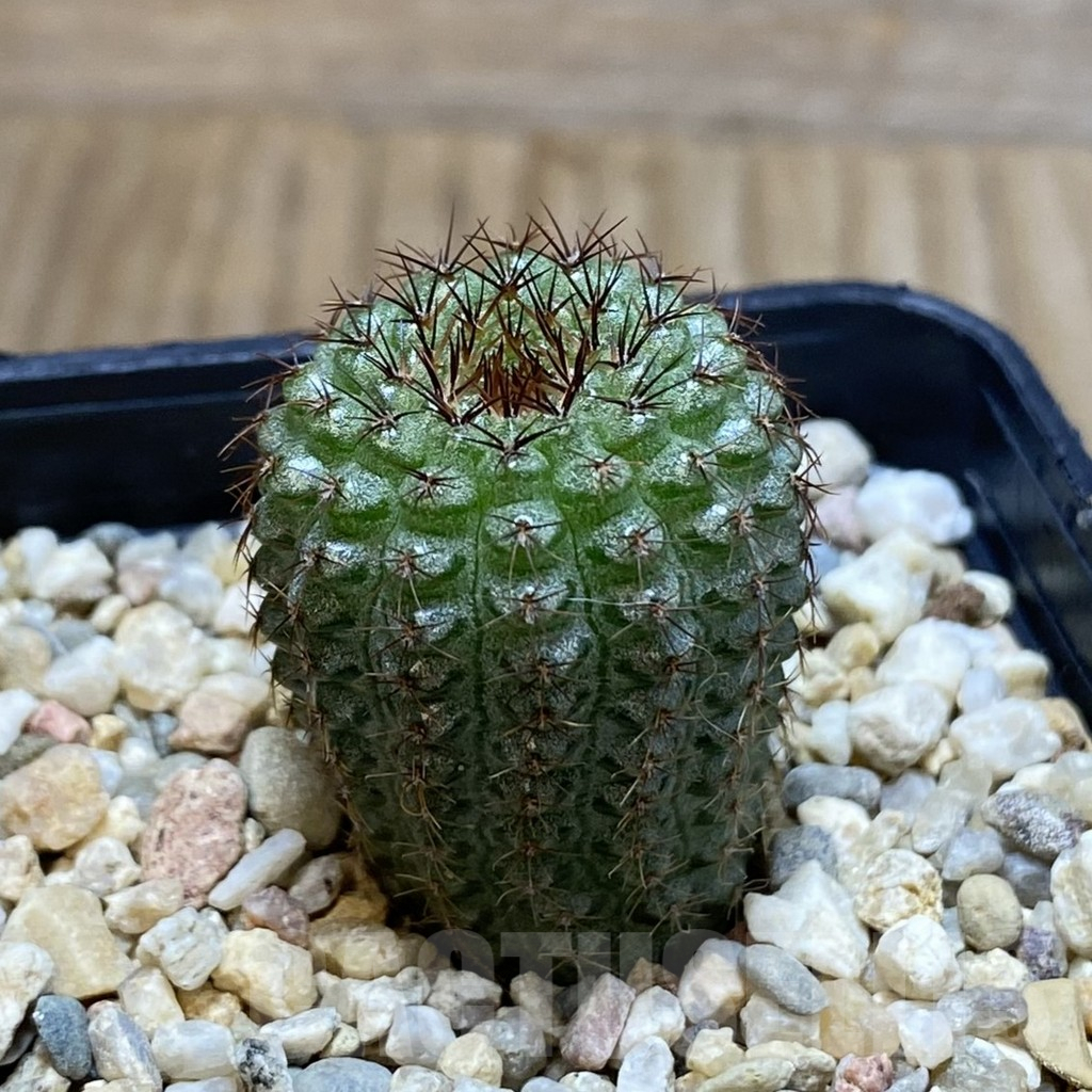 SH4668 Frailea chiquitana - immagine 2