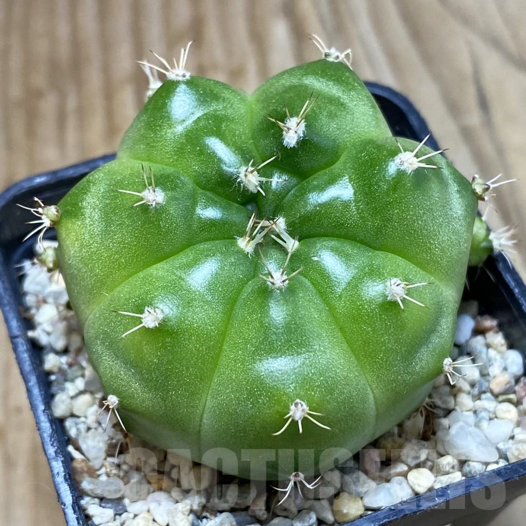 SH4669 Gymnocalycium mihanovichii ‘Green Marble’