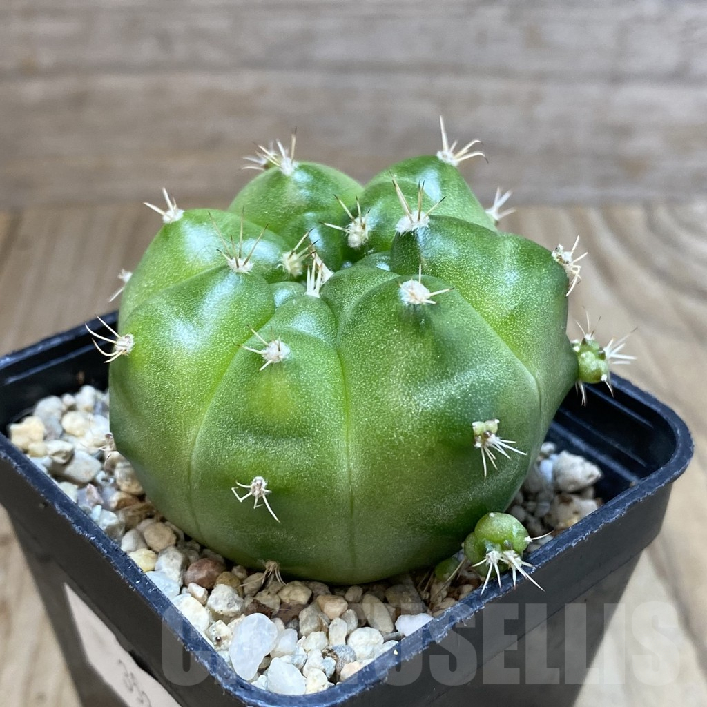 SH4669 Gymnocalycium mihanovichii ‘Green Marble’ - Obrázek 2