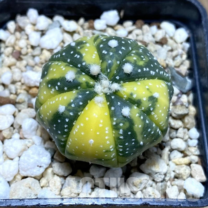SH4736 Astrophytum asterias f. variegata