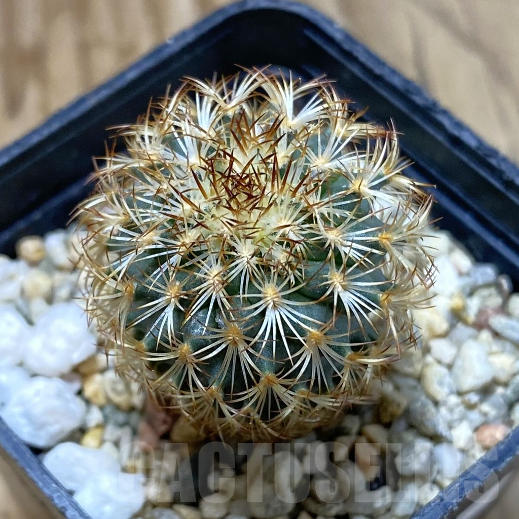 SH4753 Gymnocactus ysabelae MAK 567