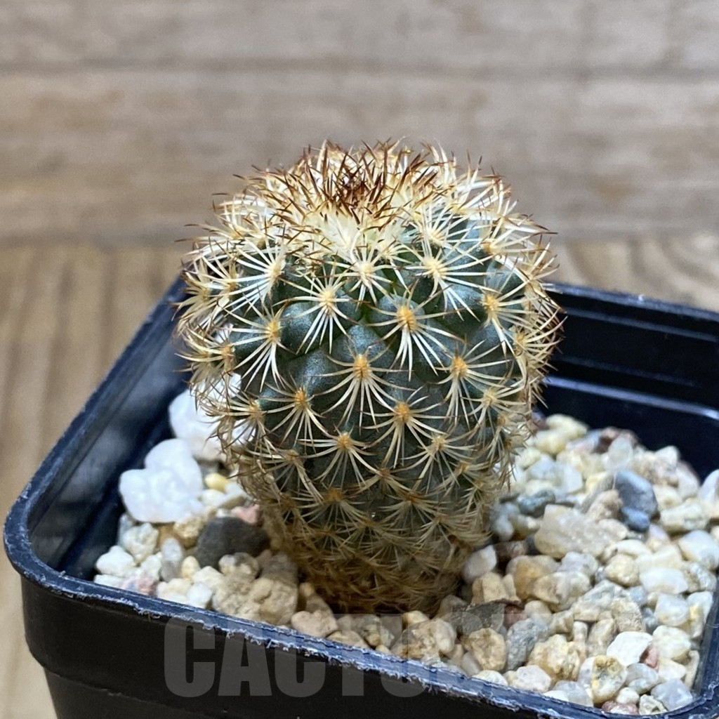 SH4753 Gymnocactus ysabelae MAK 567 - immagine 2