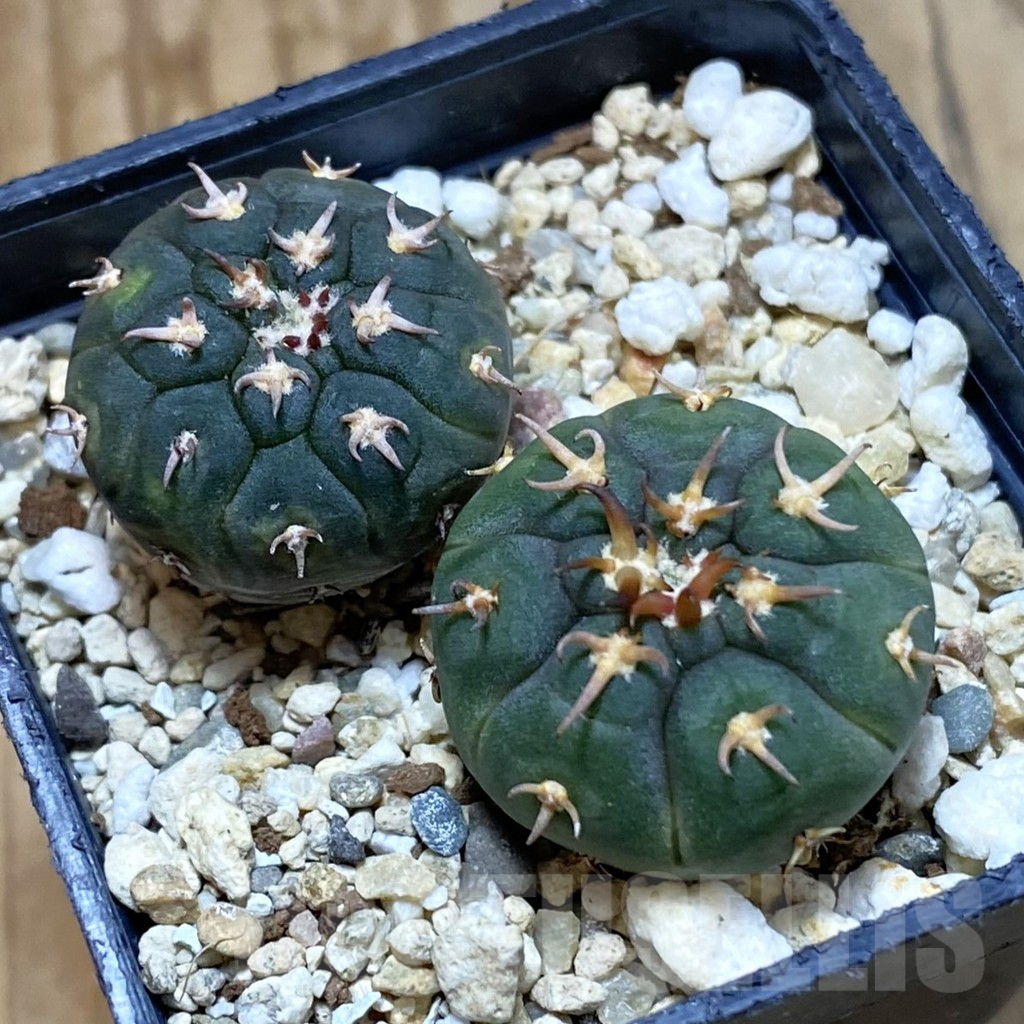 SH4754 Gymnocalycium spegazzinii v. unguispinum SL 443, 2 plants