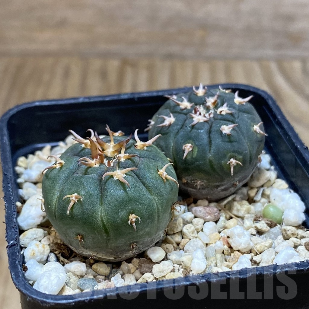 SH4754 Gymnocalycium spegazzinii v. unguispinum SL 443, 2 plants - immagine 2