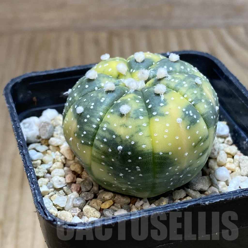 SH4737 Astrophytum asterias f. variegata - Image 4