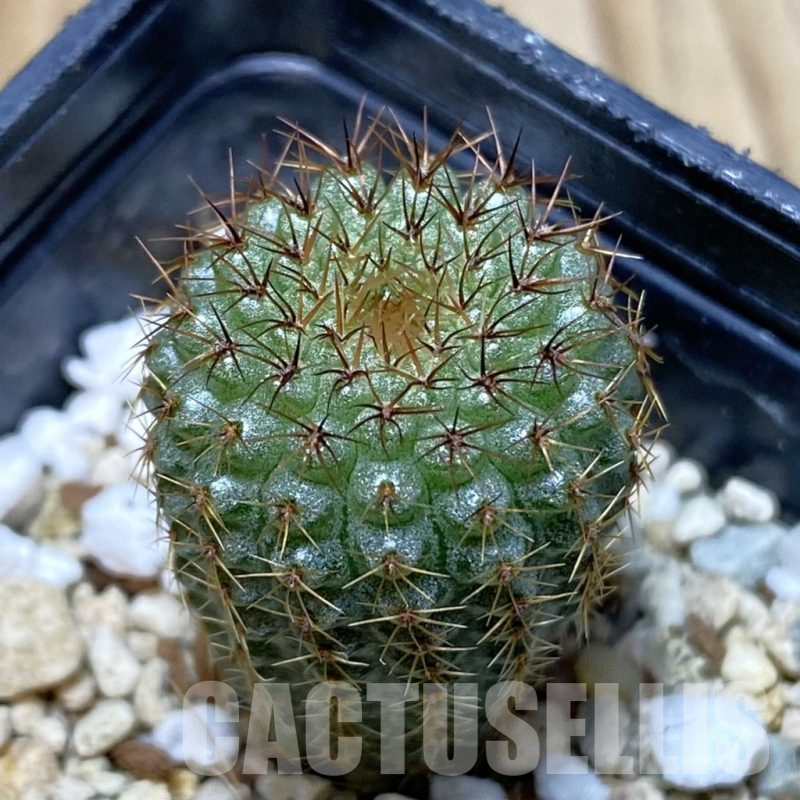 SH4872 Frailea chiquitana