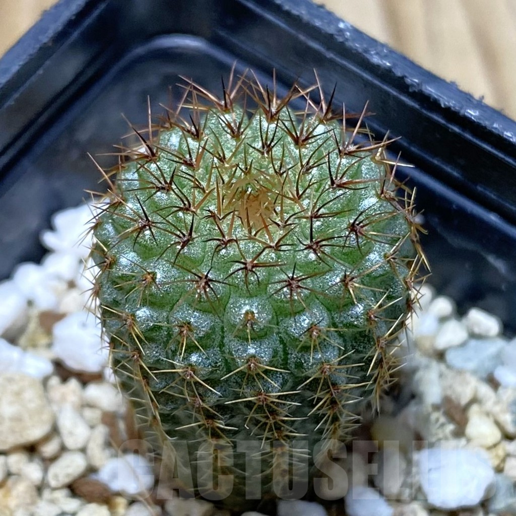 SH4872 Frailea chiquitana