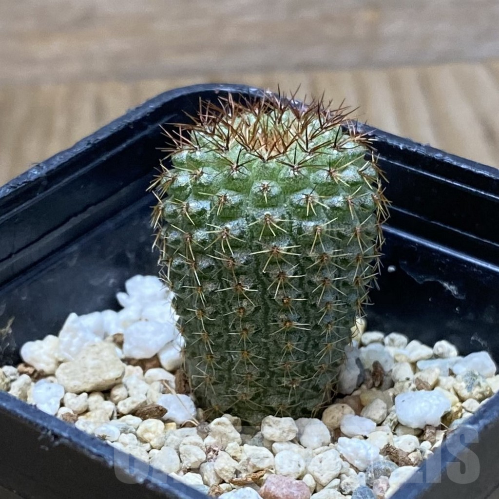 SH4872 Frailea chiquitana - Зображення 2