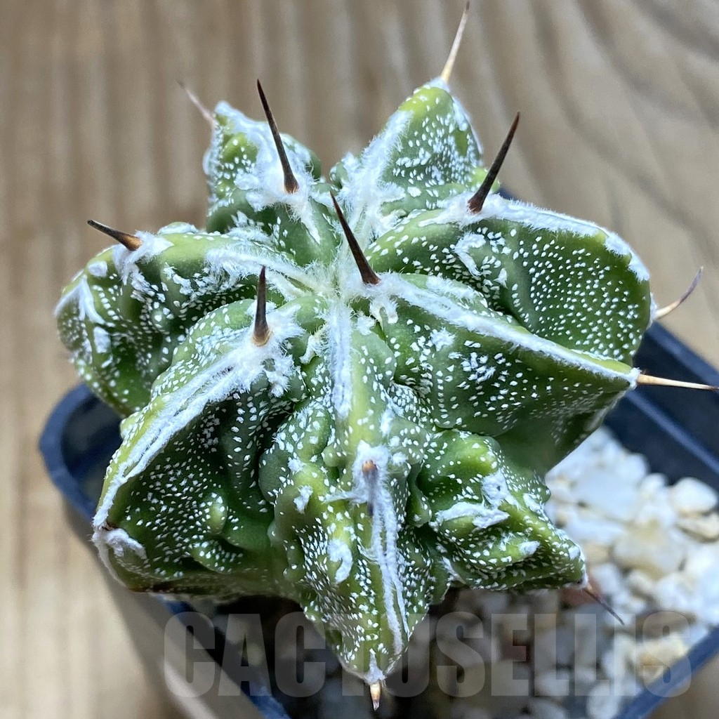 SH4875 Astrophytum ornatum ‘Fukuryu’