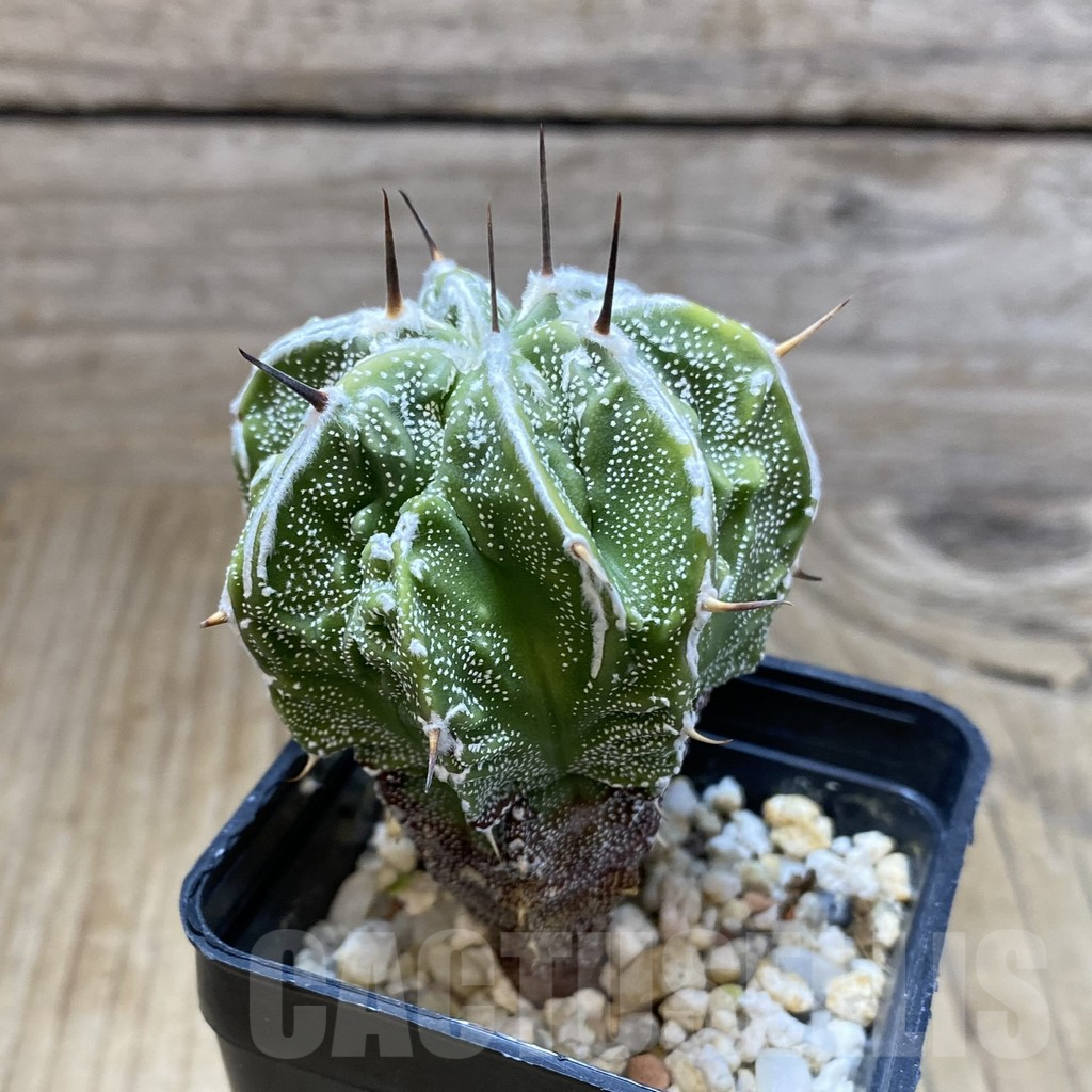 SH4875 Astrophytum ornatum ‘Fukuryu’ - Imagen 2