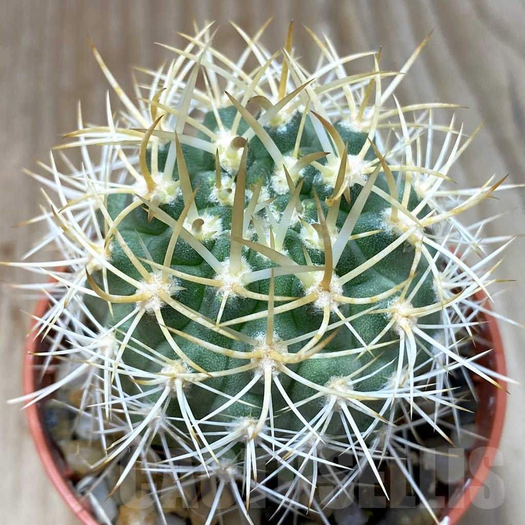 SH5187 Pyrrhocactus eriosyzoides seedling, grafted